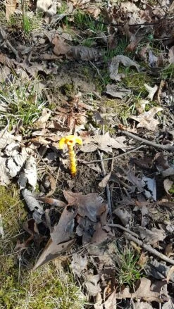 Tentsile X3 Giant Pegs -Sierra Designs Shop 02 1