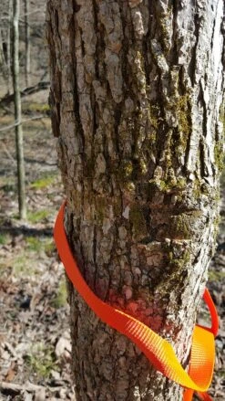 Tentsile Flite Tree Tent -Sierra Designs Shop 13