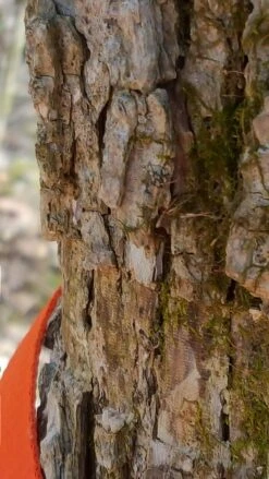 Tentsile Flite Tree Tent -Sierra Designs Shop 14