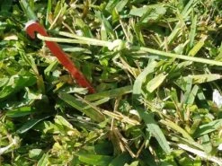 MSR Needle Tent Stakes -Sierra Designs Shop 20210106 091650