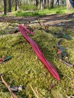 MSR Cyclone Tent Stakes -Sierra Designs Shop IMG 1348