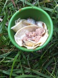 Silipint Half Pint -Sierra Designs Shop IMG 2020