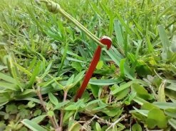 MSR Needle Tent Stakes -Sierra Designs Shop IMG 20210628 183052773 HDR