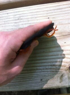 GSI Outdoors Ultralight Java Drip -Sierra Designs Shop IMG 3119